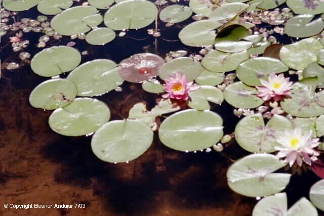 Photos taken by Eleanor Andujar
