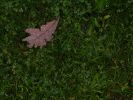 DSCN4522.jpg